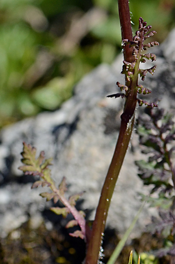 Pedicularis elongata / Pedicolare gialla